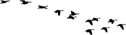 Herde von fliegenden Gänse Vektor silhouette