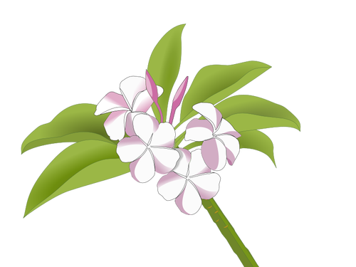 Hawaiian flowers