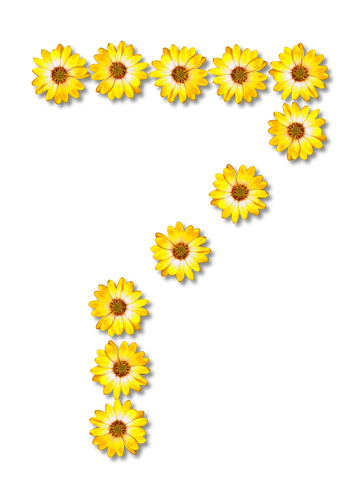 عدد الزهور سبعة