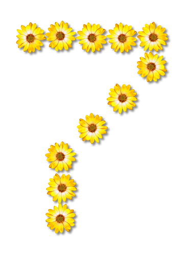 Flores número siete