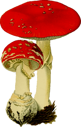 Пара красных грибы