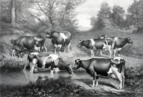 الأبقار في المراعي