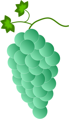 緑色のブドウ