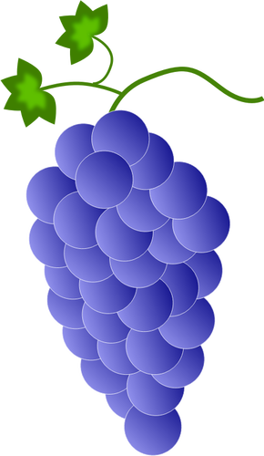 Violetit viinirypäleet