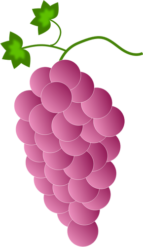 Roze druiven