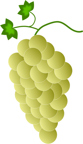 Gele druiven