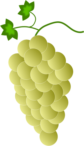 Uvas amarillo