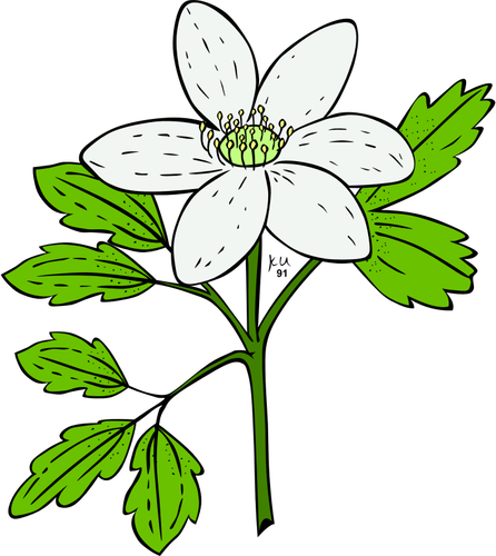 Vector image of anemone piperi plant