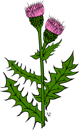 Cirsium arvense फूल के वेक्टर छवि