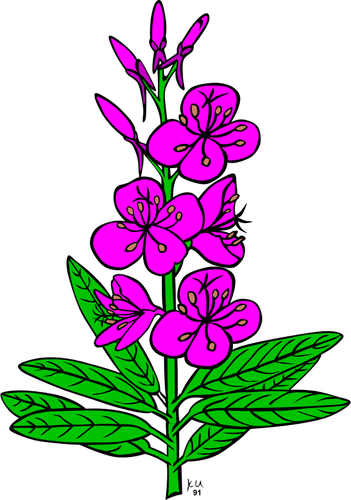 رسم متجه من نبات epilobium angustifolium