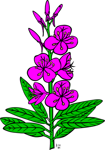 Disegno di epilobium angustifolium pianta vettoriale