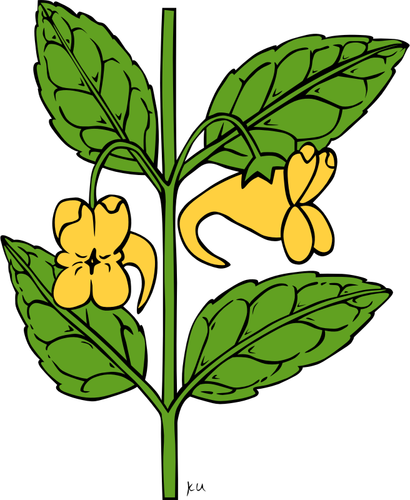 Grafika wektorowa impatiens aurella roślin
