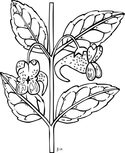 Herb branch