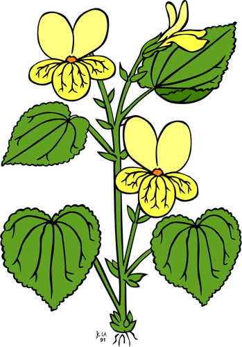 Vector illustration of viola glabella flower