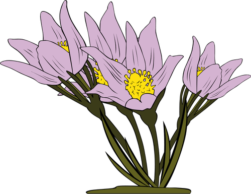 Anemone Patens plante vektor