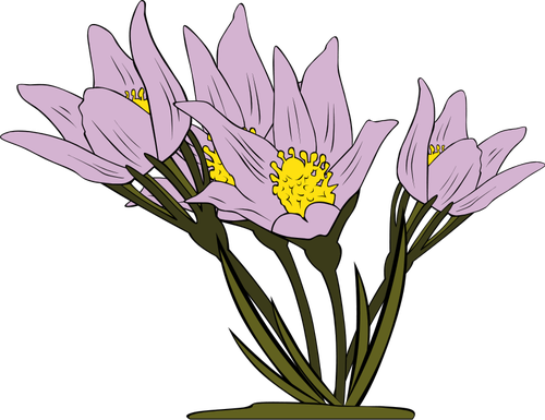 Anemone Patens kasvivektori