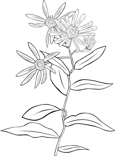 Western Showy Aster vector drawing