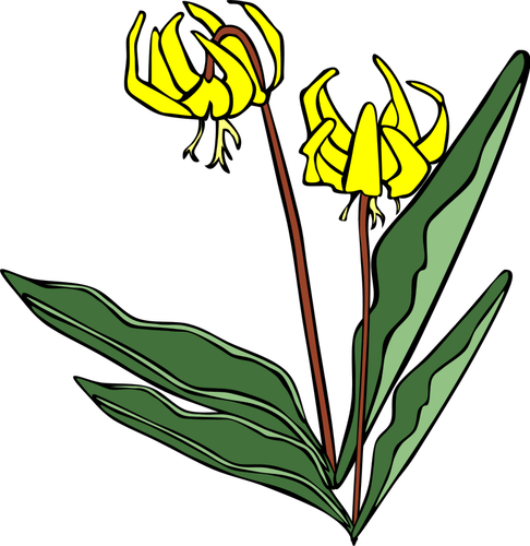 Erythronium grandiflorum vektör