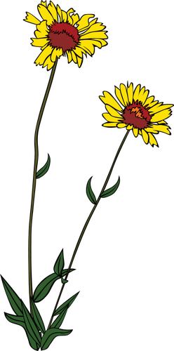 Gaillardia aristata 벡터