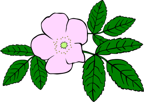 Rosa acicularis vektor