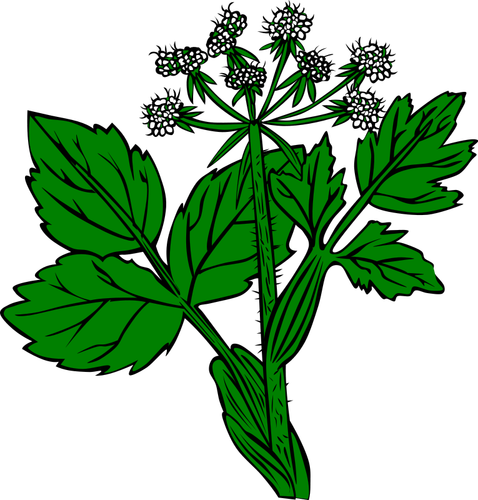 Cow Parsnip vector image