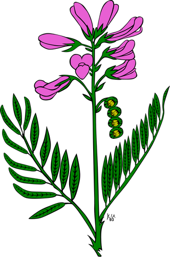 Hedysarum boreale vector clip art