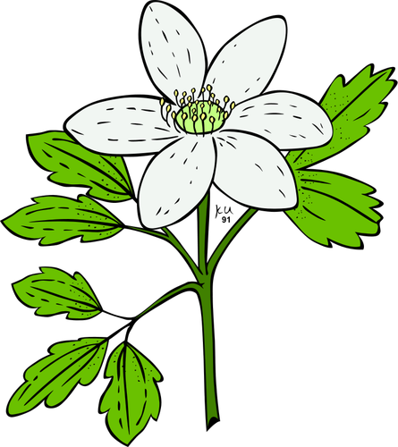 Anemone Piperi flower