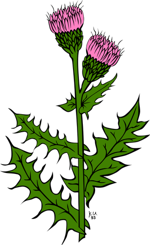 Cirsium arvense वेक्टर