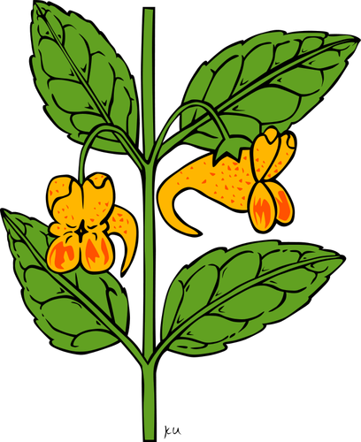 Vettore di KU impatiens capensis