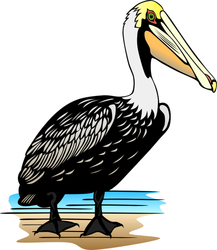 Pelican bird vector image