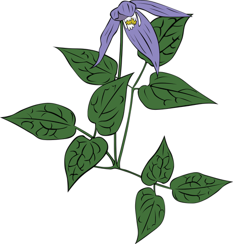 Clematis květina occidentalis