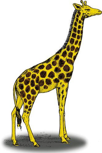 Colored giraffe vector clip art