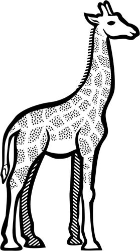 Illustrazione della giraffa chiazzata