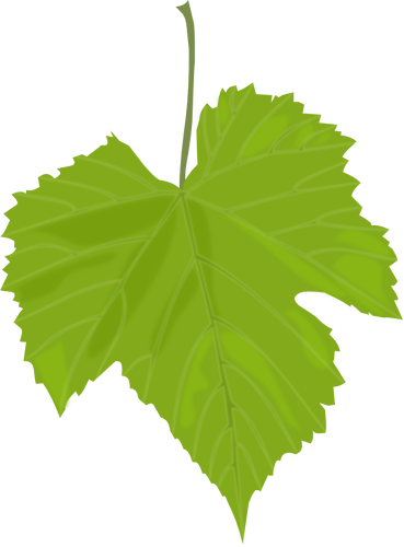 Imagen vectorial hoja de uva