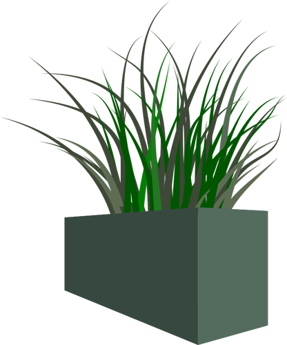 Grass in square planter