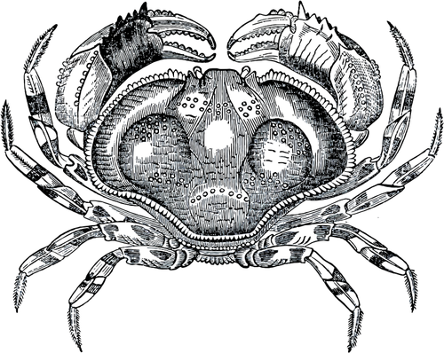 Crabe en niveaux de gris