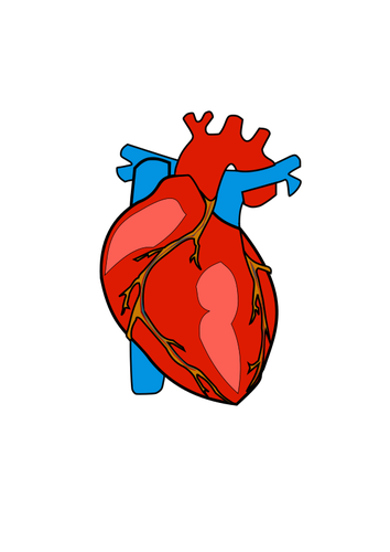 Corazón humano rojo