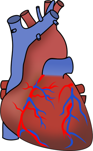 Vektorikuva sydämestä, jossa näkyy venttiilejä, valtimoita ja valtimoita