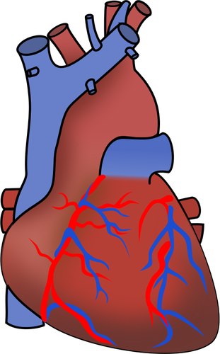 Image vectorielle de cœur montrant les soupapes, les artères et les veines