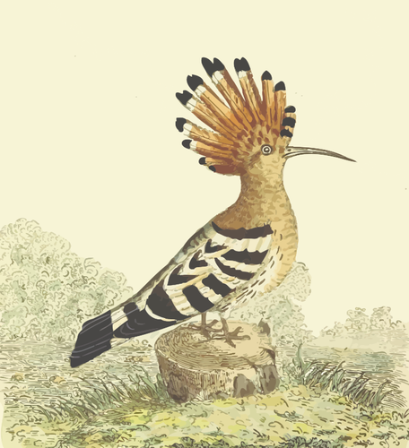 Hoopoe in nature vector drawing