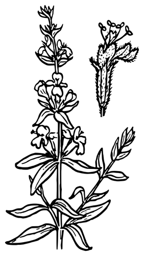 Gráficos de vetor de flor de hissopo