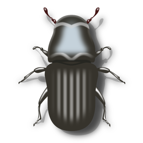 Kumbang pinus