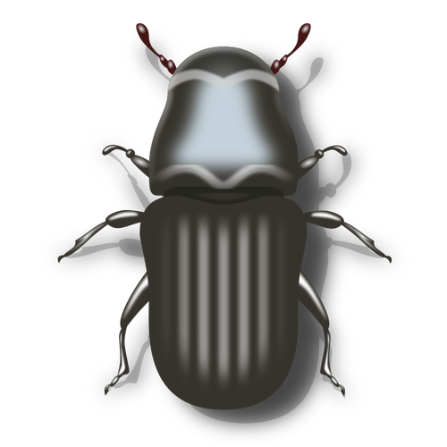 Pine beetle