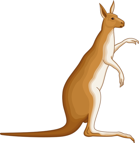 Kangaroo image