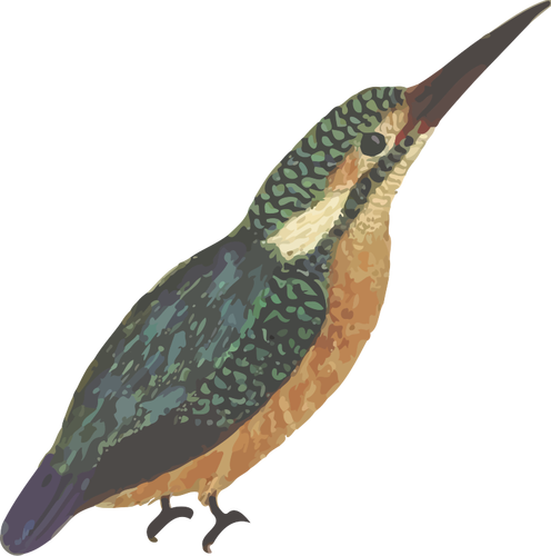 पूर्ण रंग वेक्टर छवि में किंगफिशर पक्षी