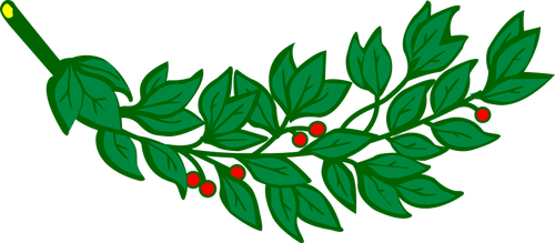 Лавровая ветвь с красными ягодами векторное изображение