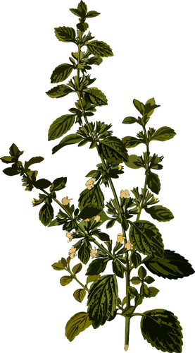 Lemon balm vector image