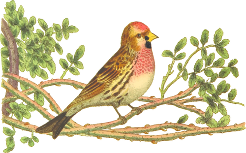 Lesser redpoll on a tree branch color drawing