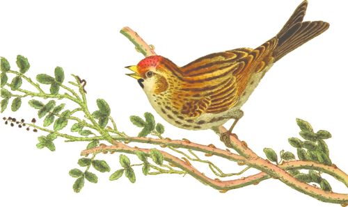 Redpoll lebih rendah pada cabang pohon clip art