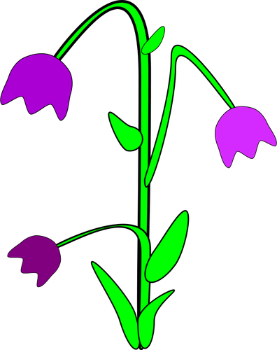 Bellflower grafică vectorială